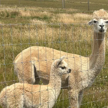 Alpaca Farm- Valley Views- Sleeps 4- Parking- Pets