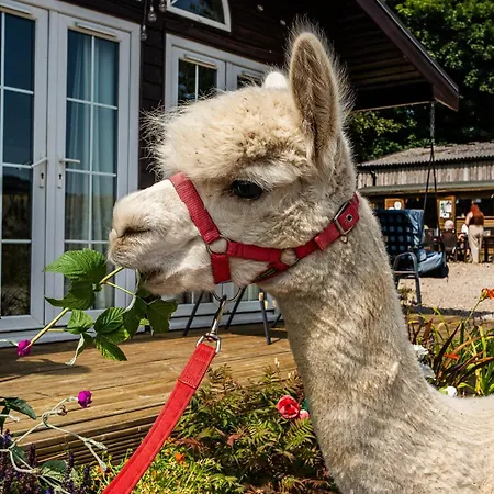 Alpaca Farm- Valley Views- Sleeps 4- Parking- Pets York