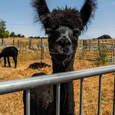 Holiday home Alpaca Farm- Valley Views- Sleeps 4- Parking- Pets